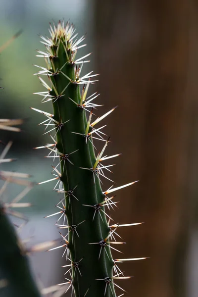 Plantas Cactus Cultivadas Jardín — Foto de Stock