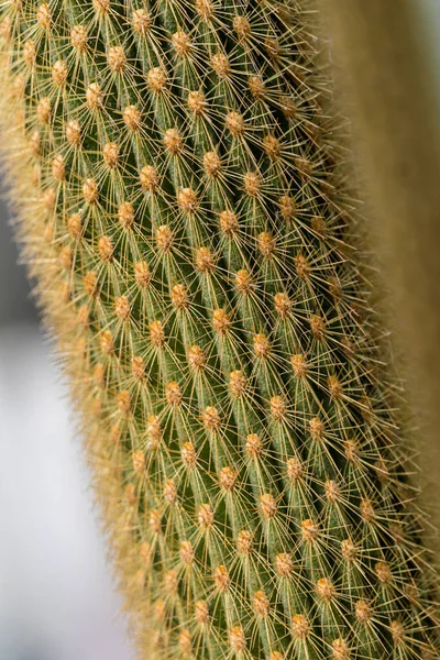Plantas Cactus Cultivadas Jardín — Foto de Stock