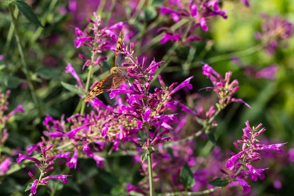 Butterfly Pollinating Flowers Summer Day Soft Background — Φωτογραφία Αρχείου
