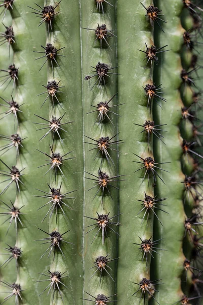 Kaktusové Rostliny Pěstované Zahradě — Stock fotografie