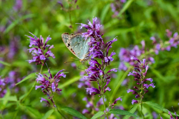 Бабочка Опыляет Цветы Летний День Мягкий Фон — стоковое фото