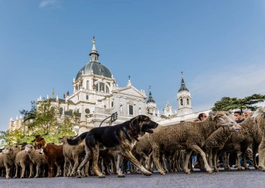 Geleneksel Trashumancia festivali Madrid sokaklarında gerçekleşti