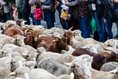 Geleneksel Trashumancia festivali Madrid sokaklarında gerçekleşti