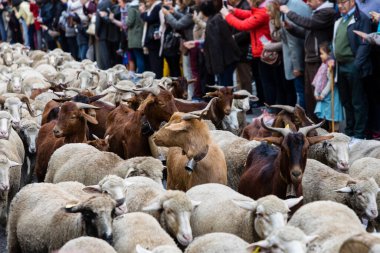 Geleneksel Trashumancia festivali Madrid sokaklarında gerçekleşti