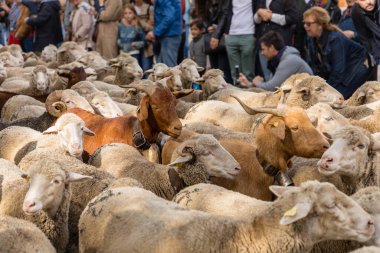 Geleneksel Trashumancia festivali Madrid sokaklarında gerçekleşti