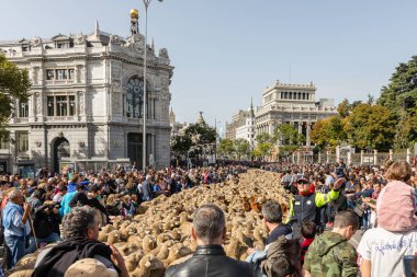 Geleneksel Trashumancia festivali Madrid sokaklarında gerçekleşti