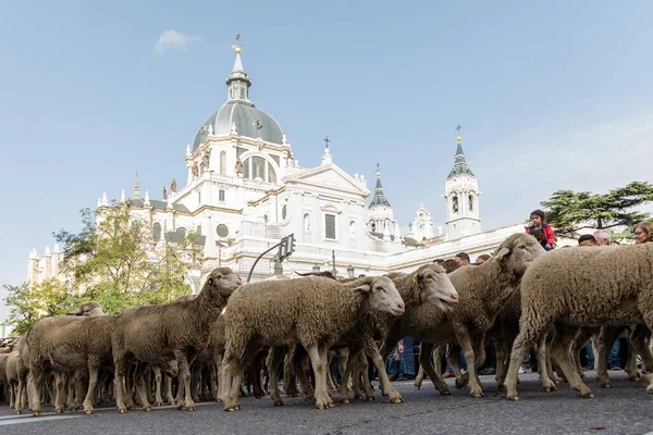 Geleneksel Trashumancia festivali Madrid sokaklarında gerçekleşti
