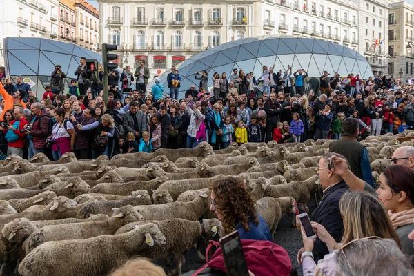Traditional Festival Trashumancia Held Streets Madrid — Stock Photo, Image
