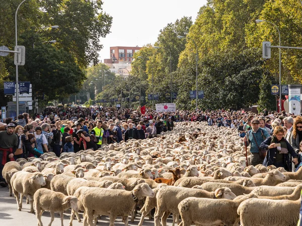 Stock image The traditional festival Trashumancia held on the streets of Madrid