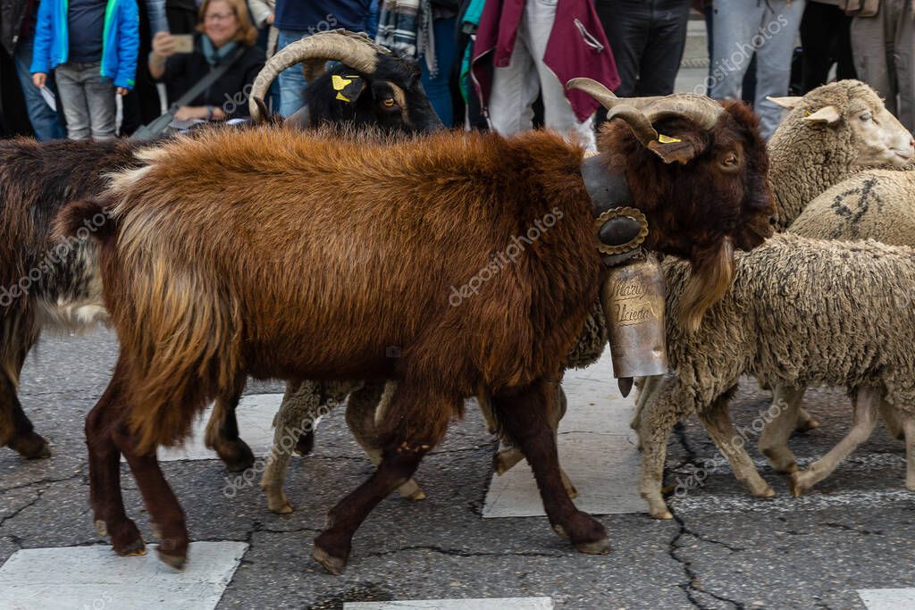 La tradicional fiesta Trashumancia que se celebra en las calles de