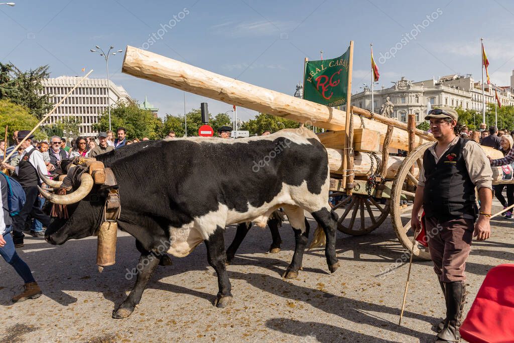 La tradicional fiesta Trashumancia que se celebra en las calles de