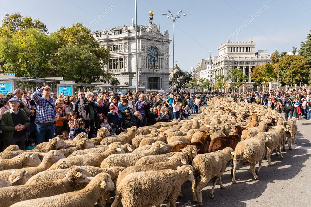 La tradicional fiesta Trashumancia que se celebra en las calles de