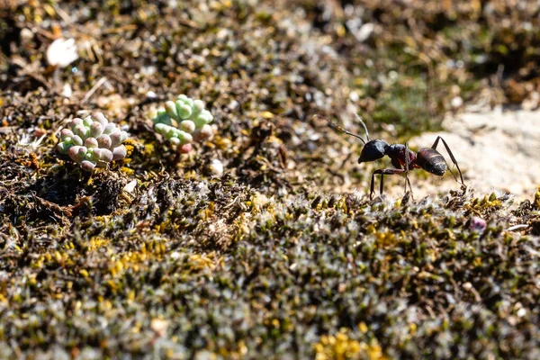 Δάσος Μυρμήγκι Τρέχει Κατά Μήκος Πράσινα Βρύα — Φωτογραφία Αρχείου