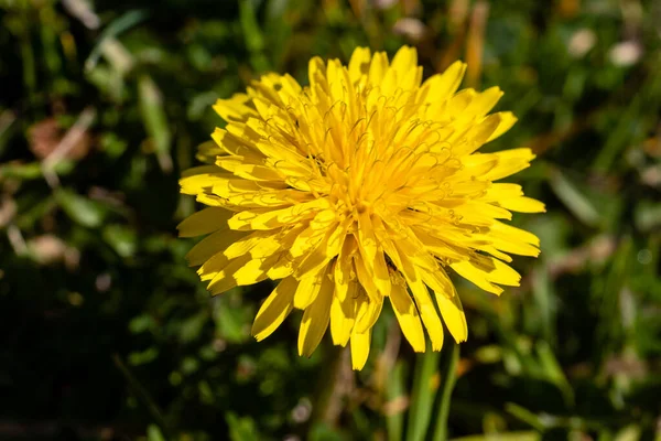 Όμορφα Λουλούδια Από Κίτρινες Πικραλίδες Στη Φύση — Φωτογραφία Αρχείου