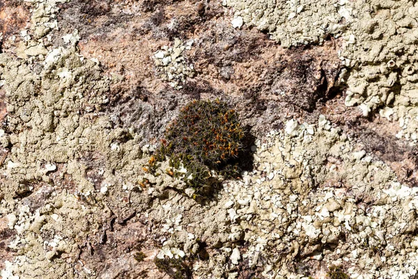 Lichen Sauvage Sur Les Rochers Des Montagnes Madrid — Photo