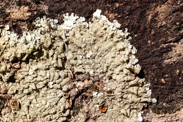 在狂野的群山岩石上的野苔藓 — 图库照片