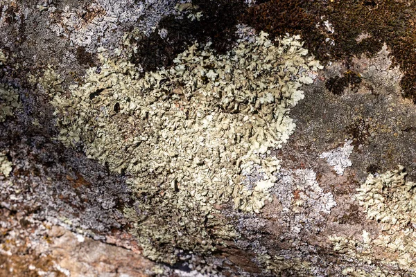 Lichene Selvatico Sulle Rocce Delle Montagne Madrid — Foto Stock