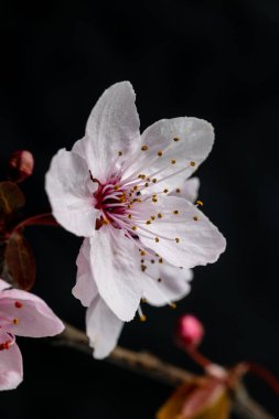 Madrid 'de güzel ve şirin pembe kiraz çiçekleri sakura çiçekleri