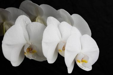 Bahçede yetişen beyaz orkide.