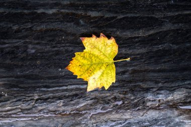Sonbahar yaprakları yağmurdan ıslanmış arka planda
