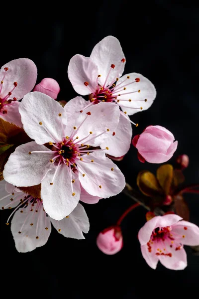 Krásné Roztomilé Růžové Třešňové Květy Sakura Květiny Madridu — Stock fotografie