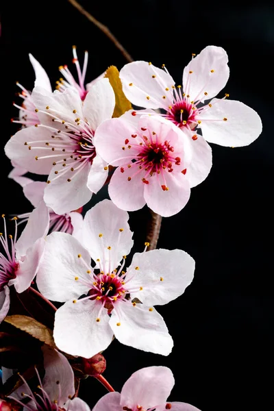 Bonito Bonito Rosa Cereja Flores Sakura Flores Madrid — Fotografia de Stock