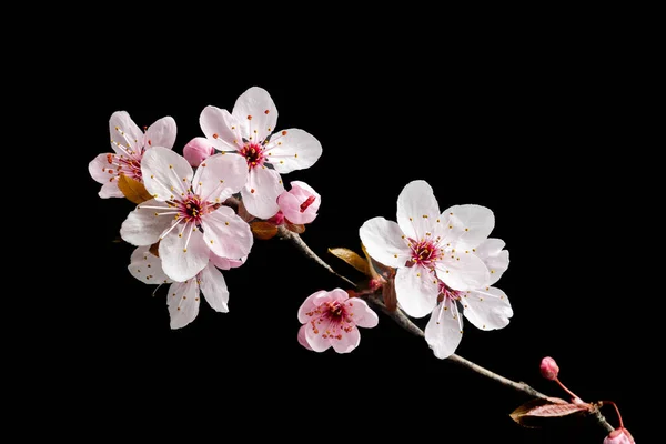 Krásné Roztomilé Růžové Třešňové Květy Sakura Květiny Madridu — Stock fotografie
