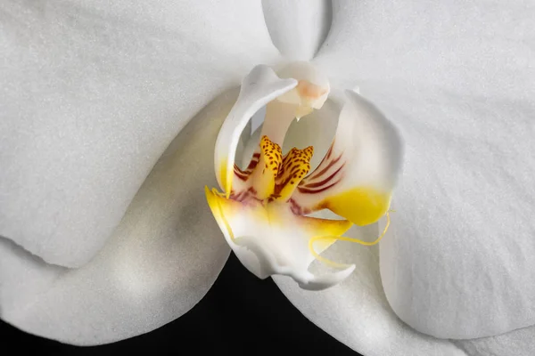 生长在花园里的白色兰花 — 图库照片