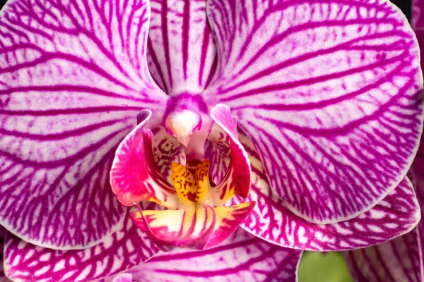 Lila Orchideenblume Die Einem Garten Wächst — Stockfoto