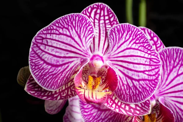 Lila Orchideenblume Die Einem Garten Wächst — Stockfoto