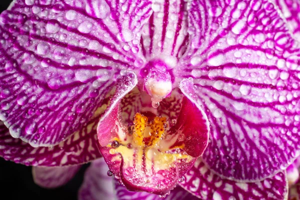 Flor Orquídea Púrpura Cultivada Jardín — Foto de Stock