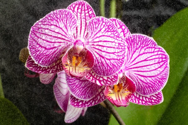 Flor Orquídea Púrpura Cultivada Jardín — Foto de Stock