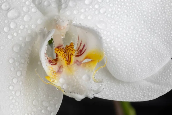 Flor Orquídea Blanca Cultivada Jardín — Foto de Stock