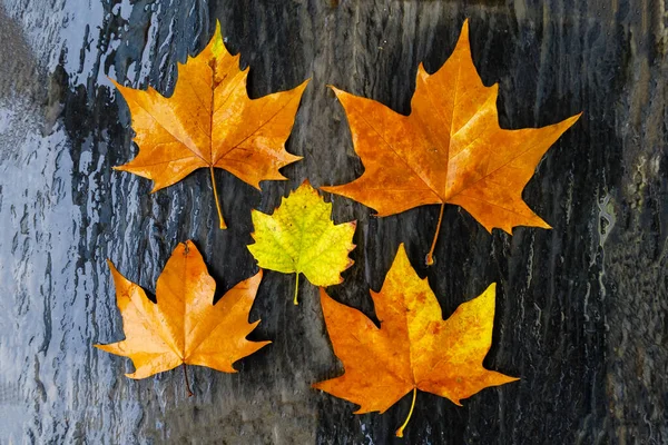 stock image autumn leaves on slate background wet from rain