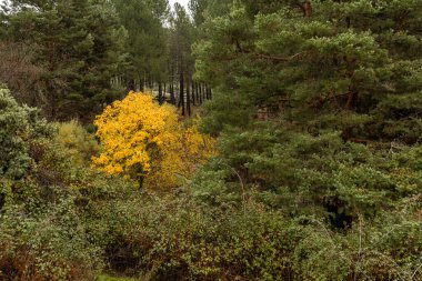 Madrid, La Pedriza 'da sonbahar manzarası, Sierra de Guadarrama Ulusal Parkı' nın bir parçası.