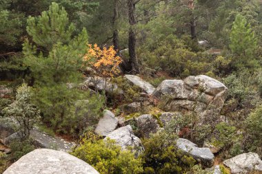 Madrid 'in Pedriza bölgesinde Manzanares Nehri' nin akan suyu.