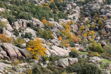 Madrid, La Pedriza 'da sonbahar manzarası, Sierra de Guadarrama Ulusal Parkı' nın bir parçası.
