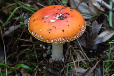 Madrid dağlarında yabani mantarlar