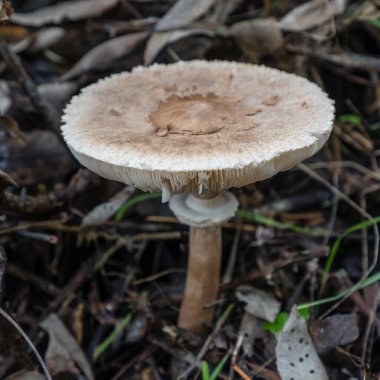 Madrid dağlarında yabani mantarlar