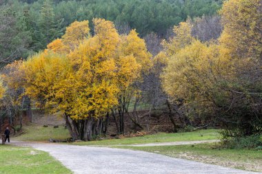 Madrid, La Pedriza 'da sonbahar manzarası, Sierra de Guadarrama Ulusal Parkı' nın bir parçası.