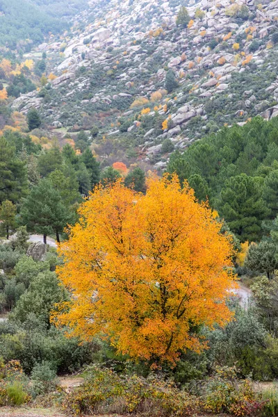 Madrid, La Pedriza 'da sonbahar manzarası, Sierra de Guadarrama Ulusal Parkı' nın bir parçası.