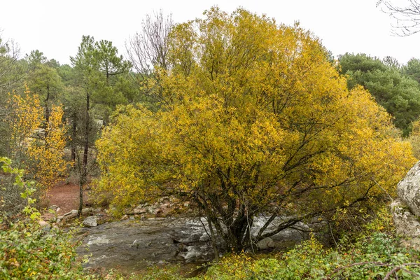 Madrid, La Pedriza 'da sonbahar manzarası, Sierra de Guadarrama Ulusal Parkı' nın bir parçası.