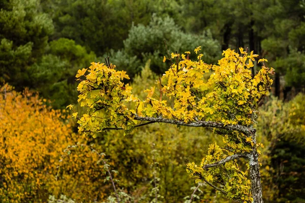 Herbstliche Landschaft Pedriza Madrid Teil Des Nationalparks Sierra Guadarrama — Stockfoto
