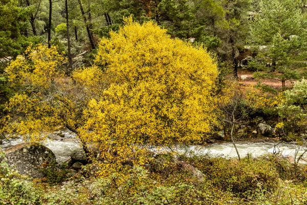 Water torrent of the Manzanares river in the Pedriza area of Madrid