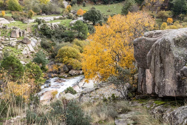 Höstlandskap Pedriza Madrid Del Sierra Guadarramas Nationalpark — Stockfoto
