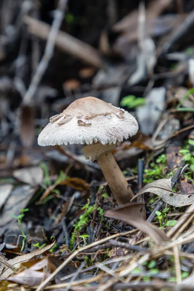 Cogumelos Selvagens Nos Campos Das Montanhas Madrid — Fotografia de Stock