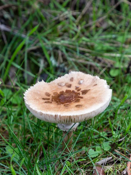 Wild Mushrooms Fields Mountains Madrid — Stock Photo, Image