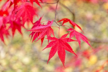 Acer palmatum kanı iyi.