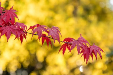 Acer palmatum kanı iyi.