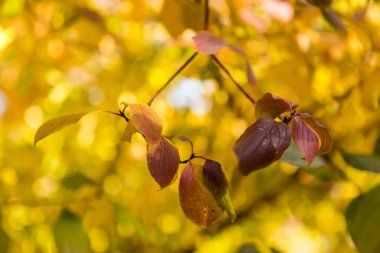 Cornus Sanguinea 'nın Sonbahar Renkleri